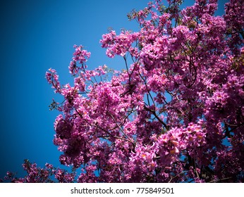 Cherry Blossom Trees At Disney Land