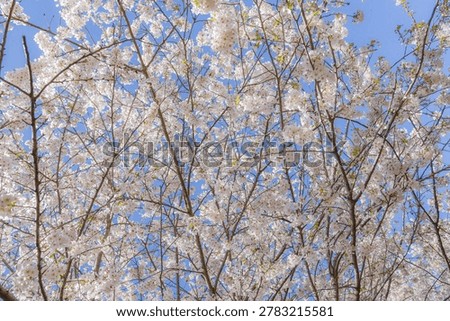 Cherry blossom trees in full spring bloom against blue sky in High Park, Toronto, Canada.