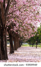 Cherry Blossom Trees Garden