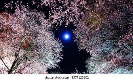 夜桜 月 の画像 写真素材 ベクター画像 Shutterstock