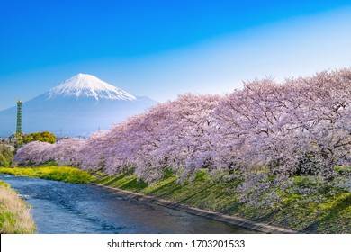 桜 学校 の写真素材 画像 写真 Shutterstock