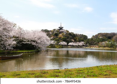 Cherry blossom trees near lake with raft of ducks in Sankeien garden, Yokohama, Japan