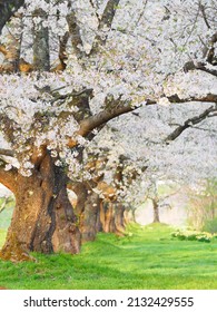 Cherry Blossom Trees In Spring, Shizukuishi City Iwate Prefecture