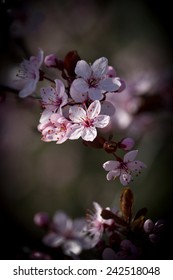 Cherry Blossom twig dark blurred bokeh background