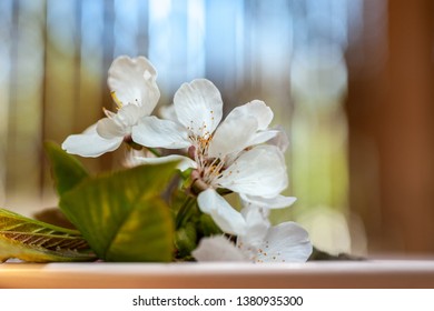 Cherry Blossom Twig On A Table