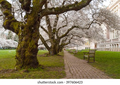 Cherry Blossom At University Of Washington