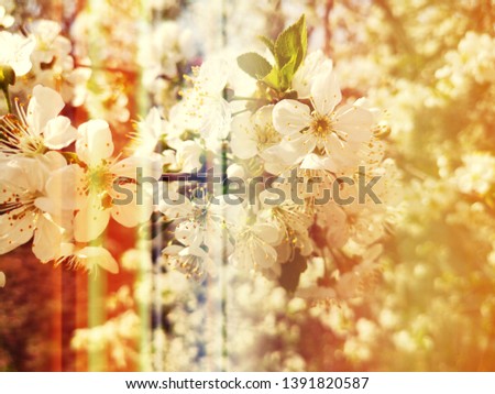 cherry blossom - white flowers of a cherry tree - vintage color style