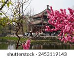 Cherry blossoming in Chinese Summer Garden Palace