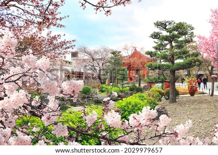 Cherry blossoming season in Japan. Decorative pond and blooming sakura trees in garden near to Main Hall of Sanjusangendo (Rengeo-in) Buddhist Temple in Kyoto, Japan
