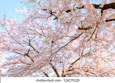 桜 散る の写真素材 画像 写真 Shutterstock