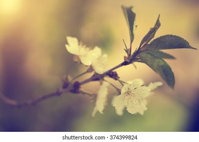 Cherry blossoms