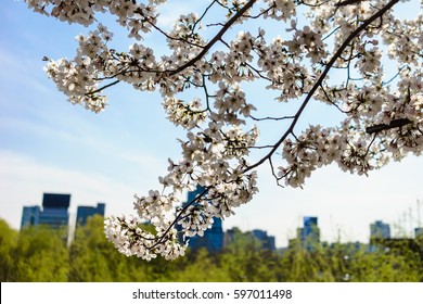 cherry blossoms