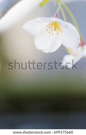 Similar – Image, Stock Photo Zero eight fifteen | typical spring picture