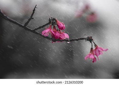 Cherry Blossoms After Spring Rain