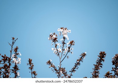 A cherry blossoms against a clear blue sky, capturing the beauty of springtime. - Powered by Shutterstock