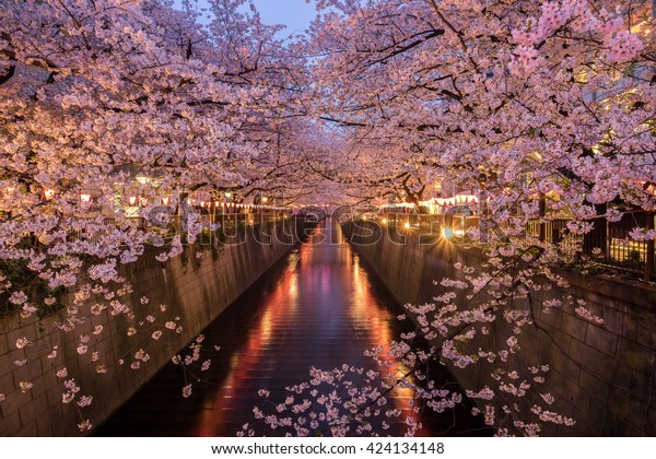 Cherry Blossoms Along Meguro River Tokyo Stock Photo 424134148 