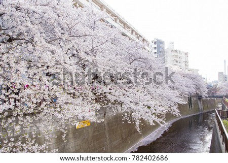 Similar – Foto Bild Sakura #7 Farbfoto