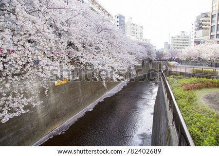 Similar – Foto Bild Sakura #7 Farbfoto