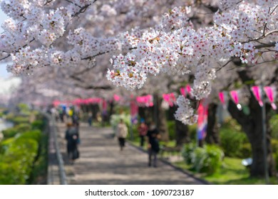 Cherry Blossoms along the river at Sumida River.
