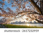 Cherry blossoms along the Shinano River