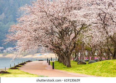 Cherry Blossoms Along  Walking Path At Kawaguchiko Lake During Hanami Festival, Japan