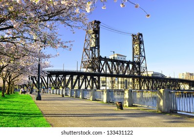 Cherry Blossoms Along Willamette River