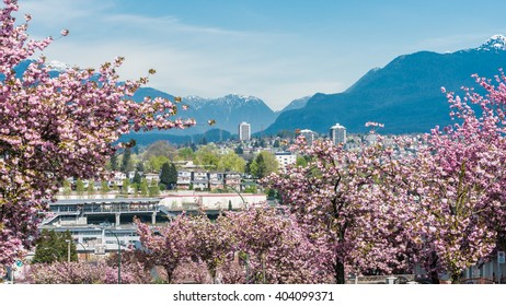 Cherry Blossoms Anywhere In The Vancouver BC Canada