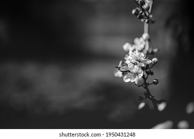 Cherry blossoms in artistic black and white process. Dramatic floral nature background, dark blur with soft sunlight. Fine art nature template, garden with blurred landscape view. Dream nature - Powered by Shutterstock