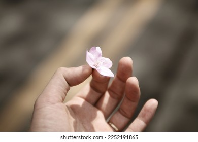 The cherry blossoms are being picked up by hand - Powered by Shutterstock