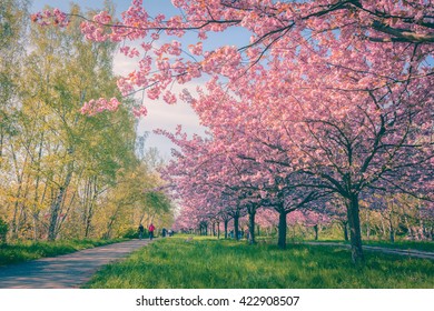 Cherry Blossom Berlin Hd Stock Images Shutterstock