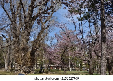 Cherry blossoms in blook at Maruyama Park in Sapporo city