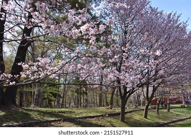 Cherry blossoms in blook at Maruyama Park in Sapporo city