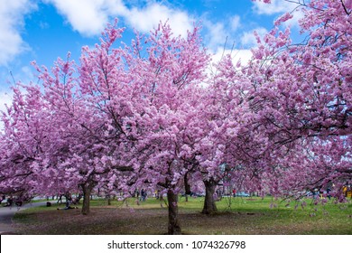 Cherry Blossoms Bloom In Branch Brook Park, Newark, New Jersey