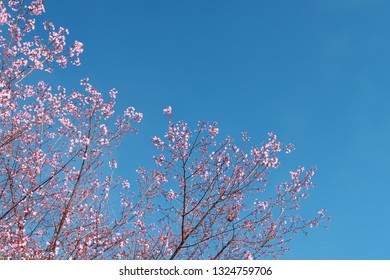 Cherry Blossoms Bloom In Brilliant Sunshine With Fog And Blue Sky Background