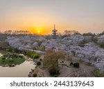 Cherry blossoms bloom in the East Lake Cherry garden in Wuhan, Hubei province