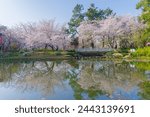 Cherry blossoms bloom in the East Lake Cherry garden in Wuhan, Hubei province