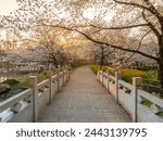 Cherry blossoms bloom in the East Lake Cherry garden in Wuhan, Hubei province