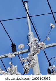 cherry blossoms bloom with objects of cables and electric poles