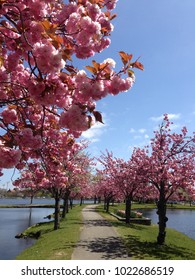 Cherry Blossoms In Bloom On Sunny Spring Day In Babylon, Long Island, New York