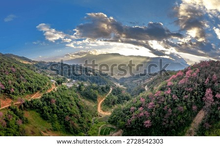 Cherry blossoms bloom profusely in spring in the high mountains of La Pan Tan commune, Mu Cang Chai, Vietnam.