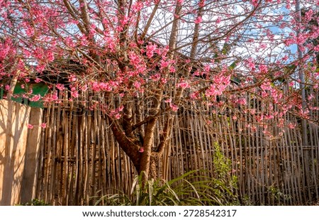 Cherry blossoms bloom profusely in spring in the high mountains of La Pan Tan commune, Mu Cang Chai, Vietnam.