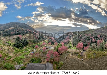 Cherry blossoms bloom profusely in spring in the high mountains of La Pan Tan commune, Mu Cang Chai, Vietnam.