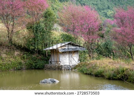 Cherry blossoms bloom profusely in spring in the high mountains of La Pan Tan commune, Mu Cang Chai, Vietnam.