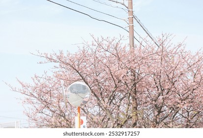 Cherry blossoms in bloom, a reflective roadside mirror, utility pole, and overhead wires create a serene, urban spring scene. - Powered by Shutterstock