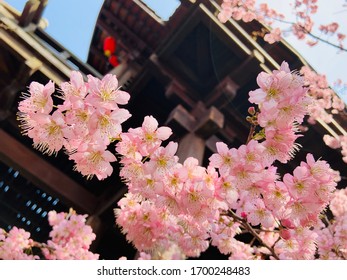 Cherry blossoms bloom in spring