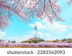 Cherry blossoms bloom in spring at E-World 83 Tower a popular tourist destination. in Daegu,South Korea..