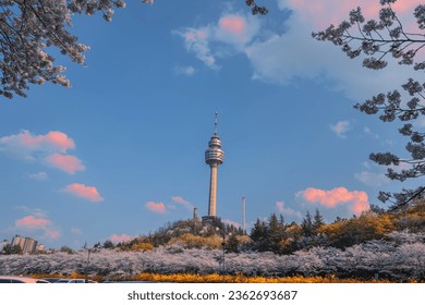 Cherry blossoms bloom in spring at E-World 83 Tower a popular tourist destination. in Daegu,South Korea.