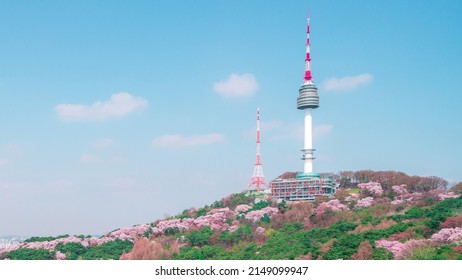 Cherry blossoms bloom in spring at Namsan Mountain Seoul Tower, a popular tourist destination. in South Korea.