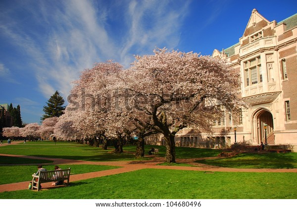 ワシントン大学 ワシントン大学 ワシントン州シアトルの桜が咲く の写真素材 今すぐ編集