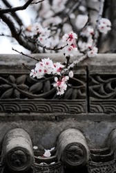 Cherry Blossoms Blooming In The Grounds Of The Korean Royal Palace